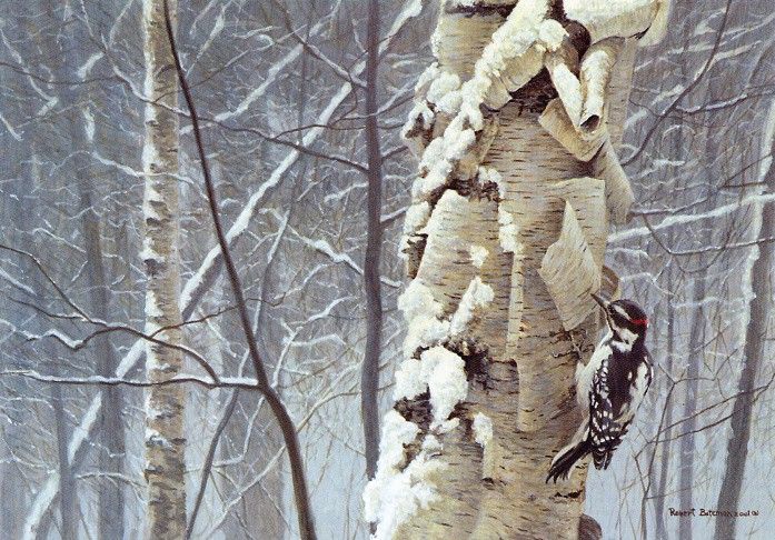 Bateman, Robert - Hairy Woodpecker on Birch (end. Bateman, Роберт