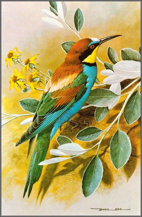 pa BasilEde 32 Bee Eater. , 