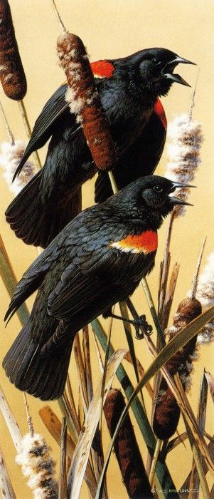 kb Brenders Red Winged Blackbirds. Brenders Karl