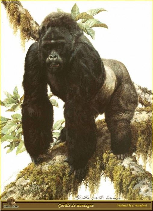 PO ppa 17 Gorille de montagne. Brenders Karl