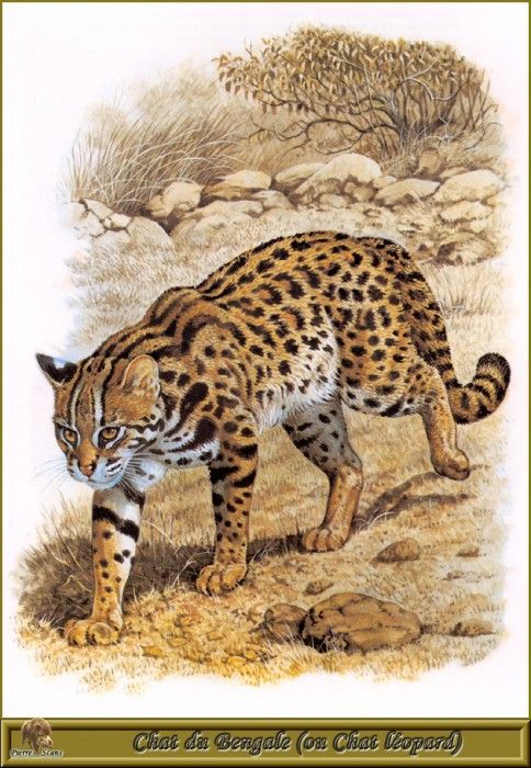 PO pfrd 026 Chat du Bengale ou Chat lopard. Dallet, 