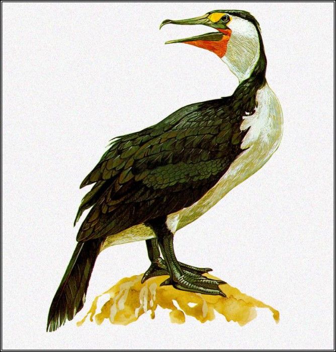pa TonyOliver AustralianBirds 42 PiedCormorant. , 