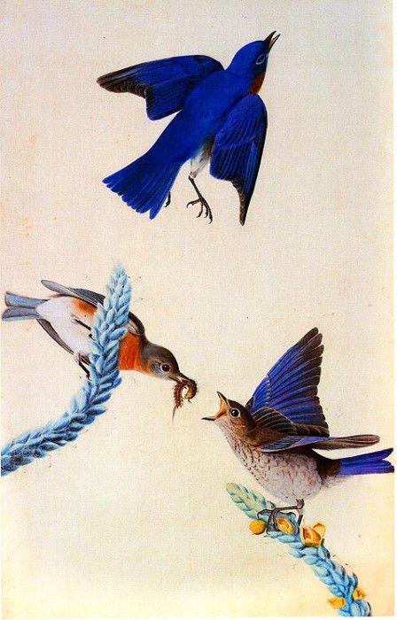 jja 0010 Eastern Bluebird 1820-1822 Louisiana sqs. Audubon,  