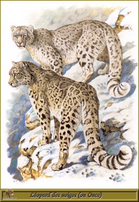 PO pfrd 011 Lopard des neiges ou Once. Dallet, 