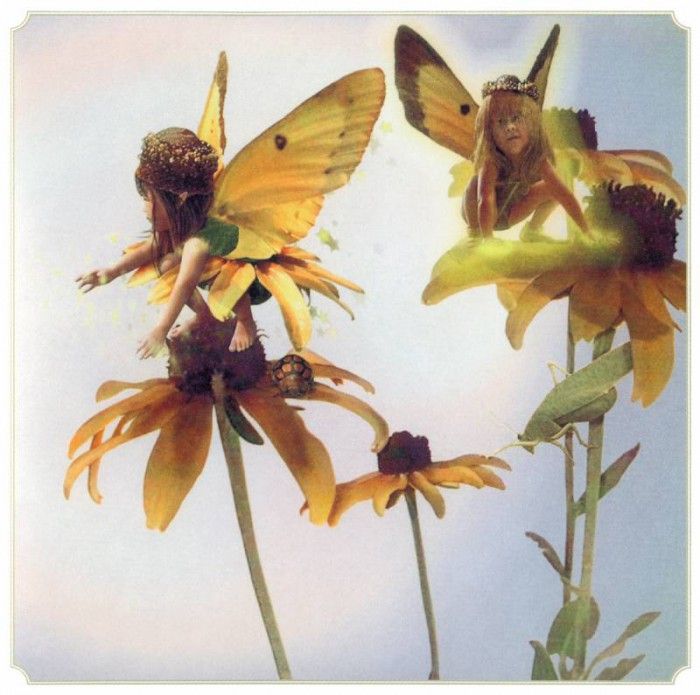 kb Cross Tom Sum Black eyed Susan Fairy. , 