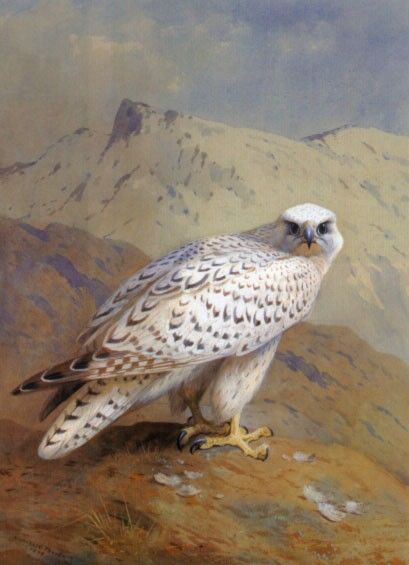 A Greenland or Gyr Falcon. , 