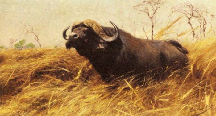 Kuhnert Wilhelm Friedrich An African Buffalo. Kuhnert, 