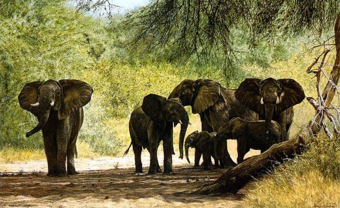 Ae 49 Samburu Elephants Simon Combes sqs. , 