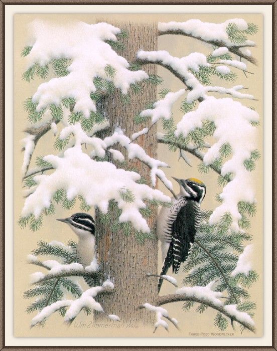 Sj WbZ 23 Three-toed Woodpecker. , 