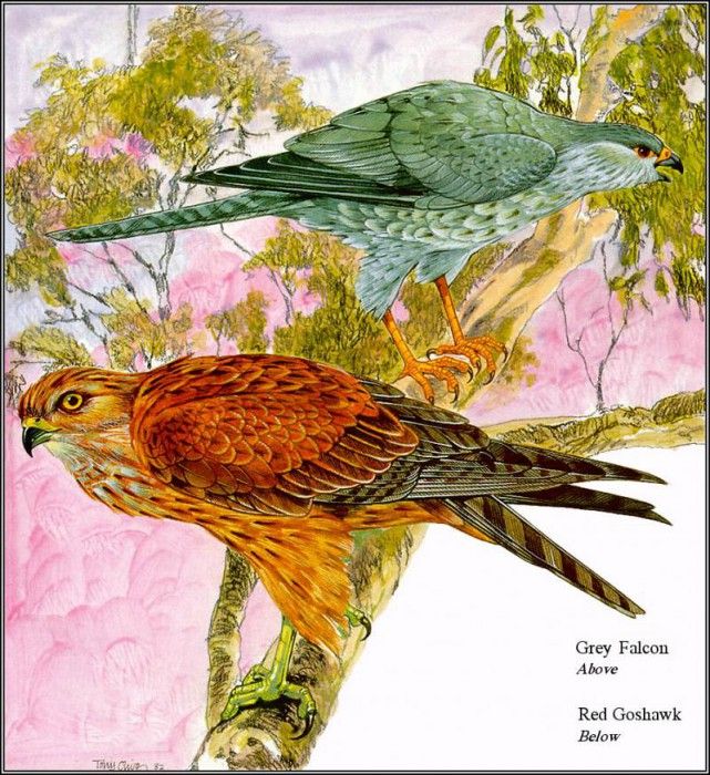 pa TonyOliver AustralianEndangeredWildlife 04. , 