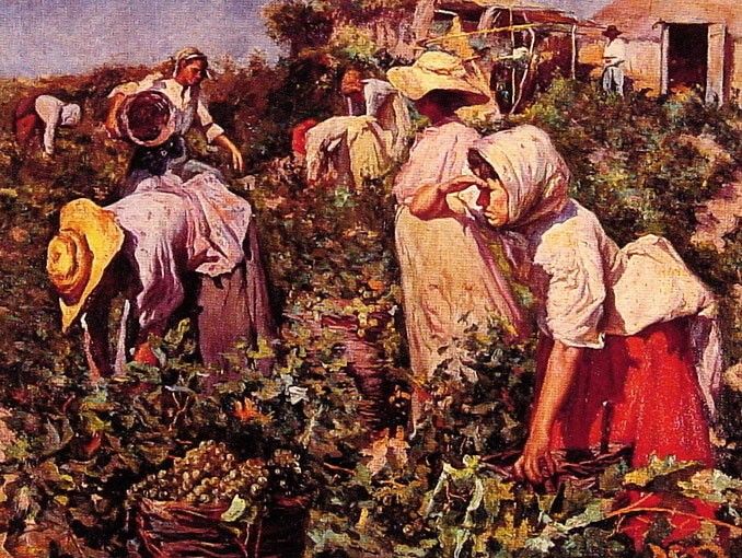 Picking grapes. ,   