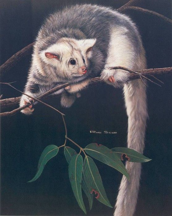 Oz AGls029 Rod Scott Greater Glider. , Rod