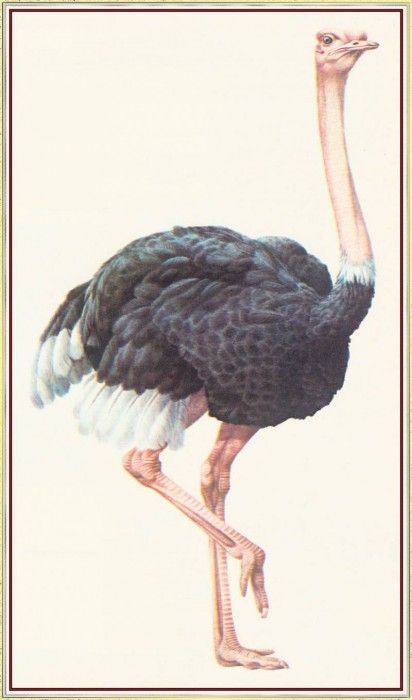 BarrettPeter Ostrich-We. , 