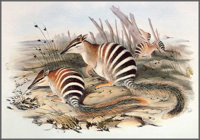 pa AVM end 08 Gould Numbat. , 