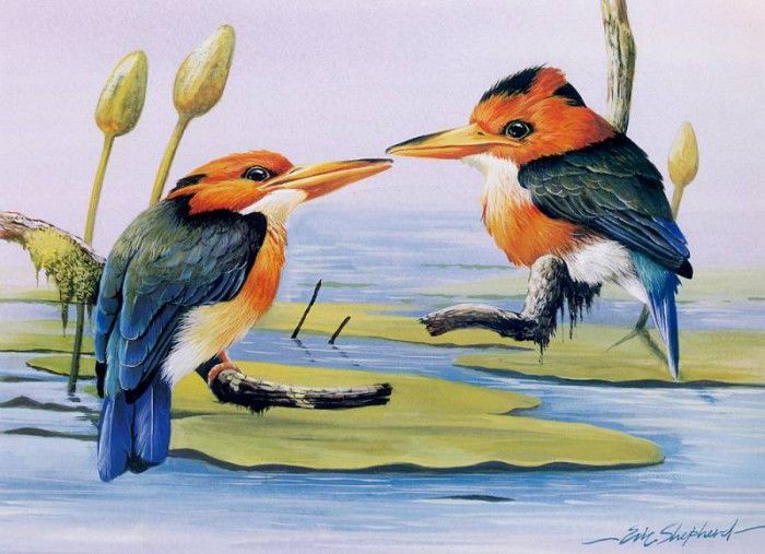 kb Shepherd Eric 07 Yellow Billed Kingfishers. , 