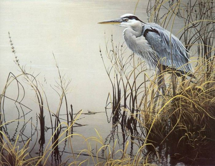 kb Bateman Great Blue Heron. Bateman, 