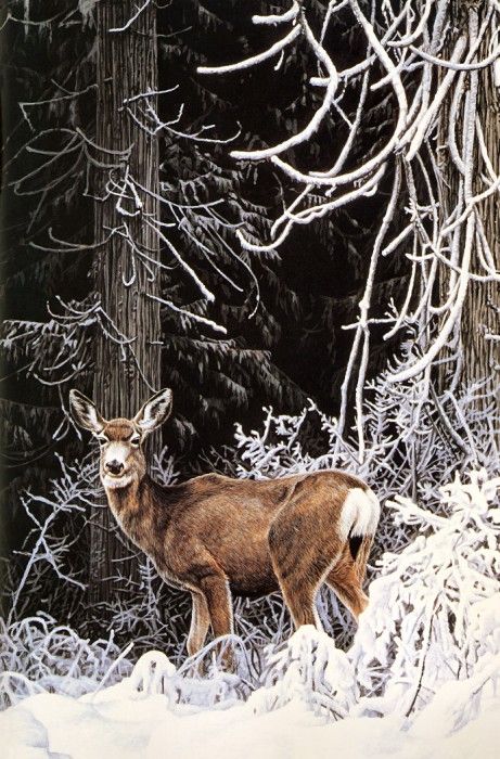 Parker, Ron - Mule Deer (end. ������, ���