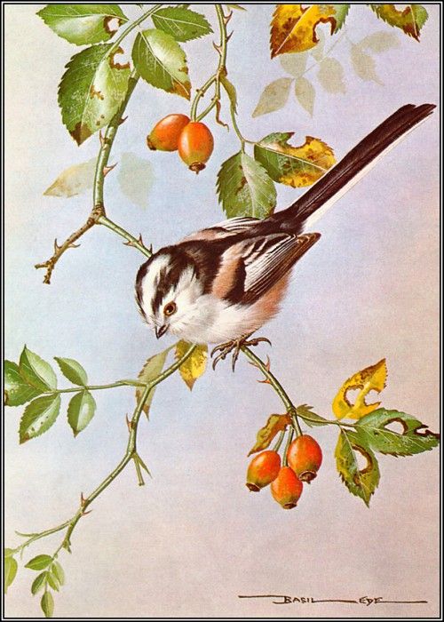 pa BasilEde 41 Long TailedTit. , 