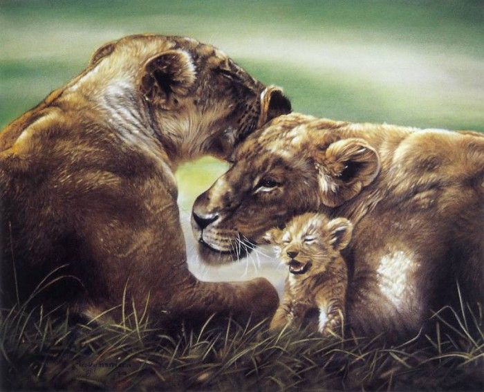 kb Harrison African Lionesses With Cub. ��������, �����