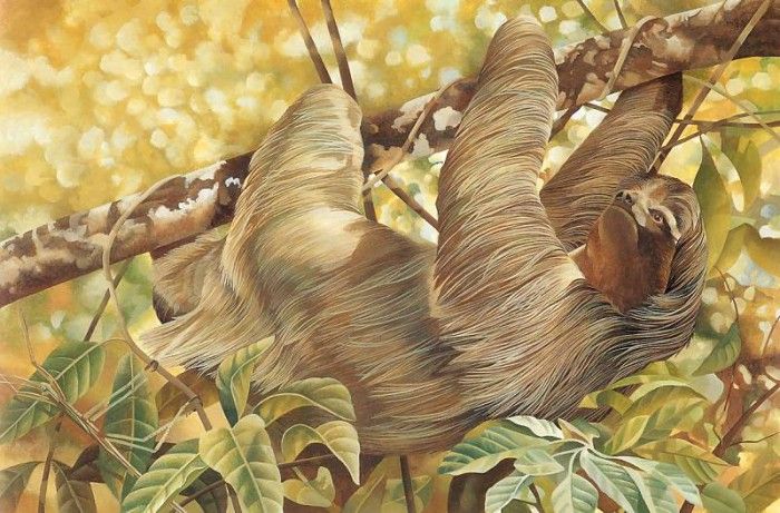 s4-vanishingspecies010-brazilianthreetoedtreesloth. , L