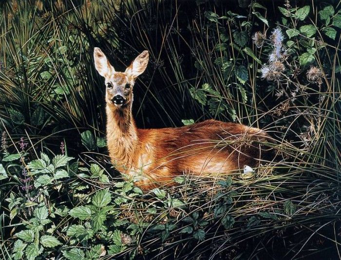 Jon Pointer - Autumn Roe Fawn, De. , 