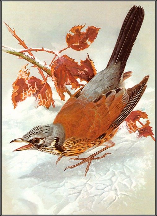 pa BasilEde 53 Fieldfare. , 