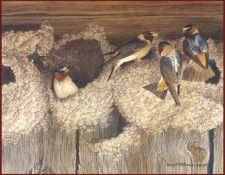 lrsRBB046BatemanRobert-CliffSwallow. Bateman, 