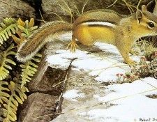 kb Bateman On the Alert Chipmunk. Bateman, 