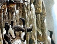 Birds 12 Pribilof Cliff, 1995 Robert Bateman sqs. Bateman, 