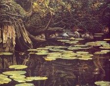 lrs Bateman R Merganser Famin Hiding. Bateman, 
