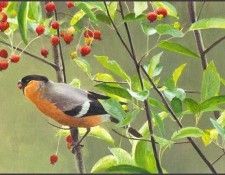 lrsRBB079BatemanRobert-Bullfinch. Bateman, 