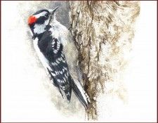 lrsRBB060BatemanRobert-DownyWoodpecker. Bateman, 