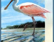 D50-AWE132-RB-Spoonbill 3. Bansemer, 