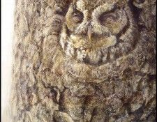 lrsRBB058BatemanRobert-EasternScreechOwl. Bateman, 