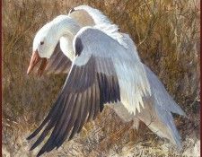 lrsRBB022BatemanRobert-SnowGoose. Bateman, 