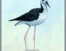 D50-AWE105-BR-Black Necked Stilt. Bansemer, 
