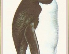 BarrettPeter RockhopperPenguin-We. , 