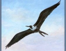 D50-AWE033-RB-Frigatebird 1. Bansemer, 