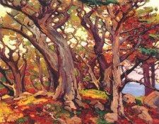 bischoff monterey cypress. , 