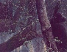 lrs Bateman Robt Chimpanzees. Bateman, 