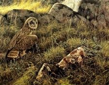 kb Bateman Prairie Evening Short eared Owl. Bateman, 