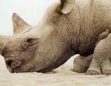 kb Bateman Rhinoceros Head and Oxpecker. Bateman, 