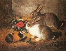 Barber Alfred R Escaped Two Rabbits And A Guinea Pig. ,  