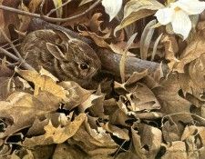 kb Bateman Among the Leaves Cottontail Rabbit. Bateman, 