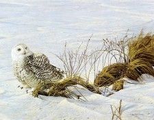 kb Bateman Afternoon Glow Snowy Owl. Bateman, 