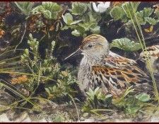lrsRBB020BatemanRobert-WesternSandpiper. Bateman, 