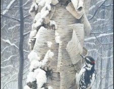 lrsRBB061BatemanRobert-HairyWoodpecker. Bateman, 