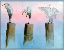 D50-AWE020-BR-Great Egret 2. Bansemer, 