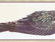 BarrettPeter MagnificentFrigateBird-We. , 