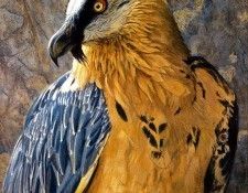 Birds 63 Lammergeier Vulture, 2001 Robert Bateman sqs. Bateman, 